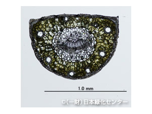 希望の松の樹脂道の配置