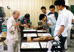 昆虫標本の説明