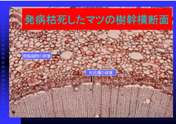 発病枯死したマツの樹幹横断面