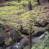 写真1　北の丸公園の明るい落葉樹の林