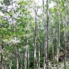 写真2　除間伐直後の33年生イジュ人工林