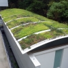 写真4　広島修道大学構内のセダム緑化建物