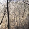 写真2　林のイメージ