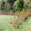 写真3　スギハムシによる枯死木