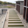 写真2　薄層型の屋上緑化：大学の屋上（メキシコマンネングサ）