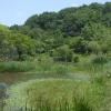 写真3　湧水地の自然生態園