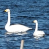 写真1　多々良沼に飛来した白鳥（2013年1月）