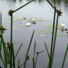 写真3　自然観察池に移植されたタタラカンガレイ