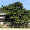 写真4　平成29年 最後に残された松（岩松川河川敷から）