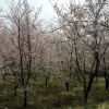 写真1　紹興櫻花園の現状