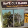 写真13　樹病からのカウリの保護を訴える解説標識