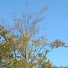 写真1　枝枯れを起こしたカツラ街路樹