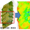 図4　イメージングPAMを用いて撮影したクヌギ裏うどん粉病の葉