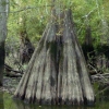 写真1　 ミシシッピ川氾濫原に分布するヌマミズキ（左）とヌマスギ（右）（アメリカ合衆国ルイジアナ州）