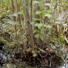 写真5　過湿環境で複数樹幹の発達したハンノキ（釧路湿原）