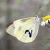 写真1　野外網室内でヒメジョオンに訪花するモンシロチョウ　翅には個体番号が書いてある