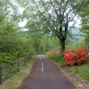 写真2　初夏、信州の高原はレンゲツツジに彩られる