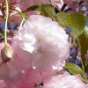 写真1　正永寺桜 ヤマザクラとシナミザクラの雑種