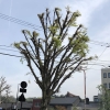 写真5　 枝詰め剪定されたケヤキの街路樹（金沢市内）