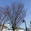 写真6　ケヤキの美しい樹姿（三島駅前）