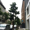 写真7　 樹冠を縮小する大枝切り詰め剪定（大阪市内）