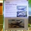 写真7　アカミミガメの展示（Camley Street Natural Park）