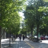 写真1　歩道の両側に高木を植栽して緑陰をつくった好例