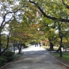 写真3　夙川公園のエノキ