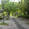 写真4　緑道の通行帯へのケヤキの2 列植栽