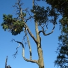 写真3 上野公園のグラント記念樹（ローソンヒノキ）