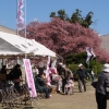 写真3　第1 回蓬莱桜祭開催