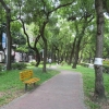 写真2　分離帯の緑地内の遊歩道（敦化路）