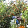 写真6　家康手植の蜜柑の収穫
