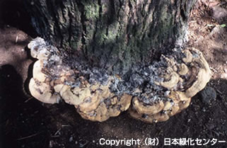 代表的な木材腐朽菌ベッコウタケ