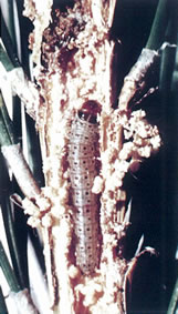マツノシンマダラメイガ幼虫