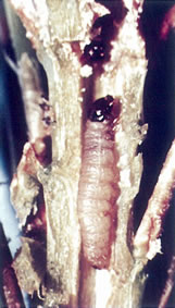 マツズアカシンムシ幼虫