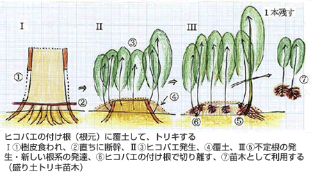 図5盛土とり木の仕組み