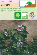 植物_木本