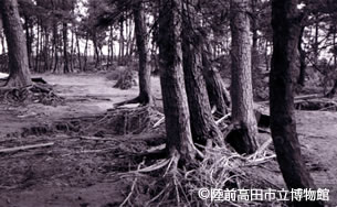 津波で根を洗われた松林