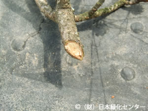 枝の切断面、松脂滲出と形成層組織の活性を確認