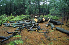 伐倒したマツ林