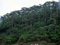 霧島高原のアカマツ林