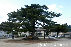 中村小学校校庭の唐傘の松