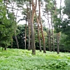 写真3　筑波稲敷台地のアカマツ林