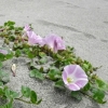 写真1　被災後の浜で咲くハマヒルガオ（撮影：平吹喜彦氏）