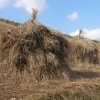 写真2　干し草小積みは、阿蘇の循環農業の根幹をなす