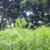 写真8　かしの木山自然公園内のススキ草原