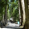 写真１　 和歌山県指定天然記念物「奥の院の大杉林」弘法大師御廟付近