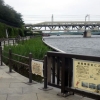 写真6　隅田川では、潮位の干満を利用して植栽帯に引水し、ヨシ原を設けている（台東区）