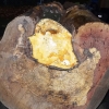 写真4　伐採された外科手術木の断面（資料提供：関 敏之）